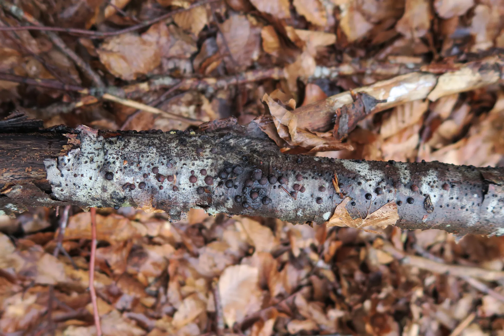 1 -